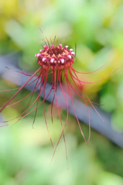 Bulbophyllum gracillimum