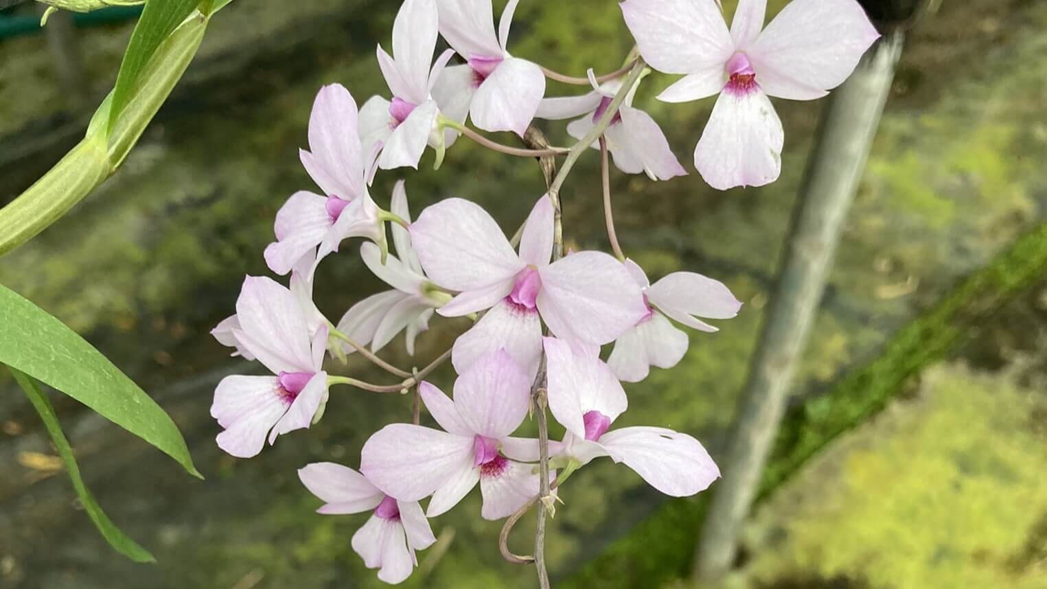 10 Things You Need To Know About Dendrobium Orchids