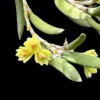 Dendrobium rigida – Buy Online | Sib Orchid Dendrobium rigida orchid plant for sale