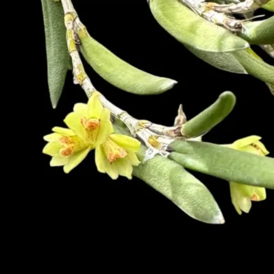 Dendrobium rigida