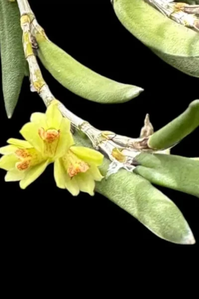 Dendrobium rigida