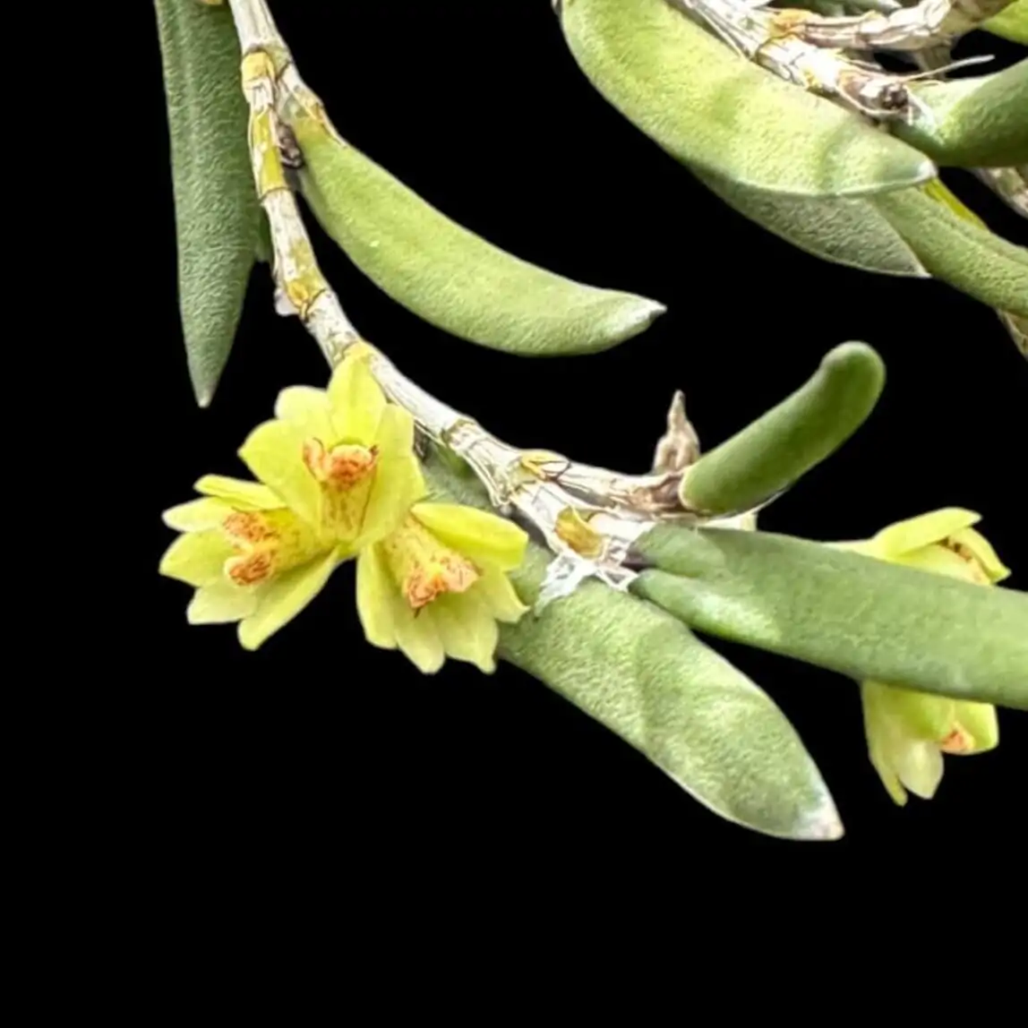 Dendrobium rigida – Buy Online | Sib Orchid Dendrobium rigida