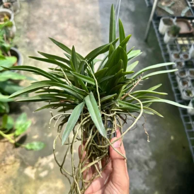 Neofinetia falcata (Big Size)