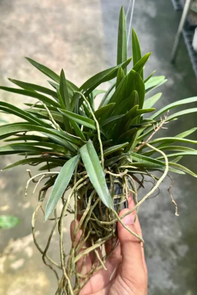 Neofinetia falcata