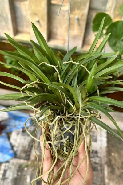 Neofinetia falcata