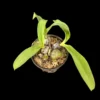 Bulbophyllum tripaleum