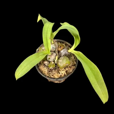 Bulbophyllum tripaleum