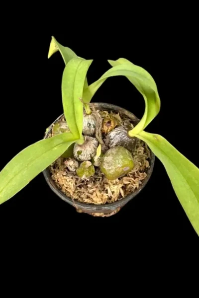 Bulbophyllum tripaleum