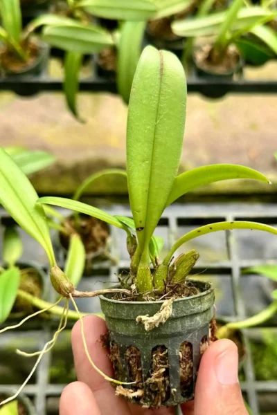 Bulbophyllum gracillimum