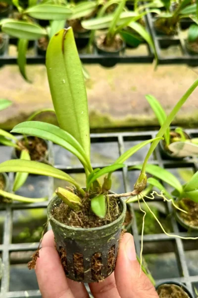 Bulbophyllum gracillimum