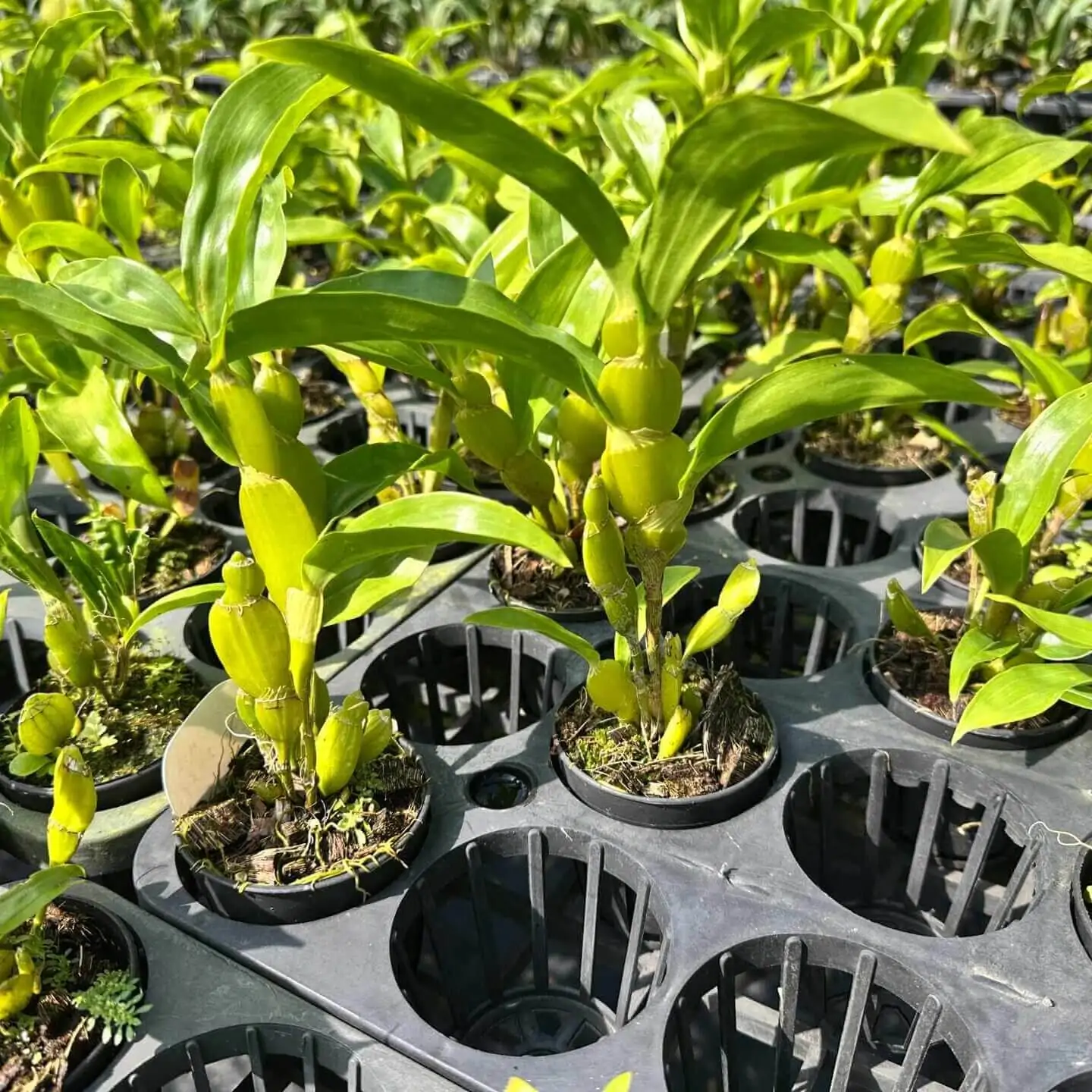 Dendrobium sulcatum (Blooming Size) – Buy Online | Sib Orchid Dendrobium sulcatum