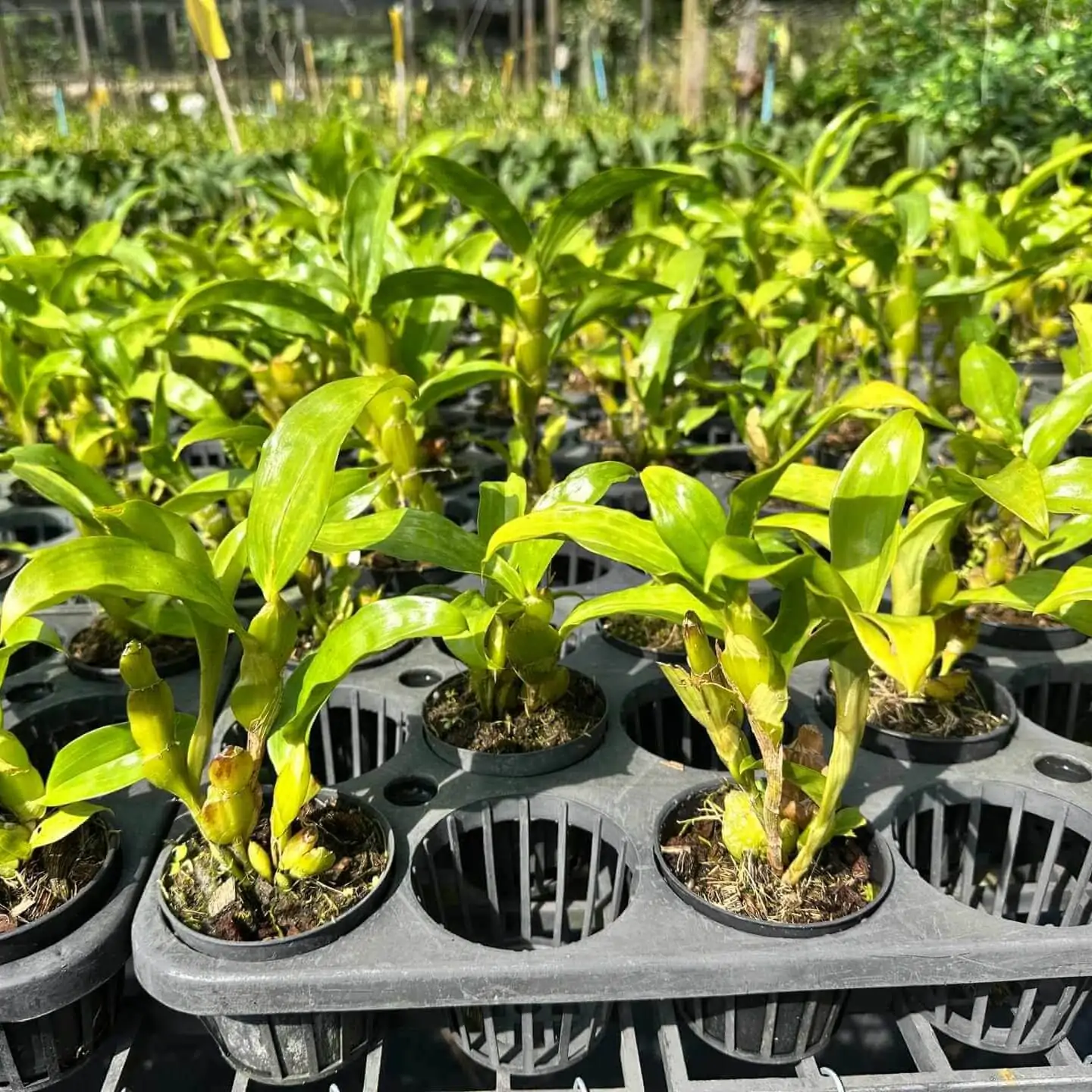 Dendrobium sulcatum (Blooming Size) – Buy Online | Sib Orchid Dendrobium sulcatum