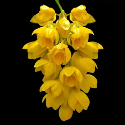 Dendrobium sulcatum (Blooming Size)