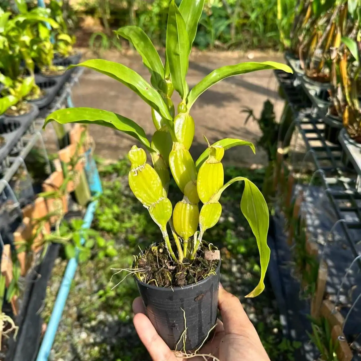 Dendrobium sulcatum (Blooming Size) – Buy Online | Sib Orchid Dendrobium sulcatum