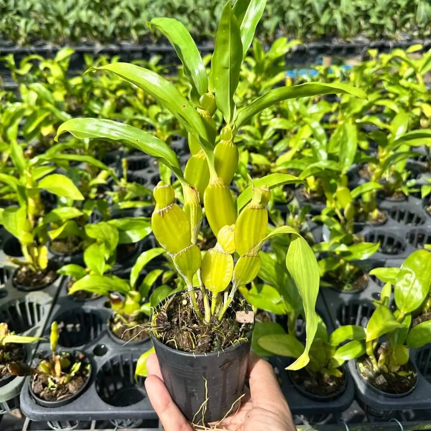 Dendrobium sulcatum (Blooming Size) – Buy Online | Sib Orchid Dendrobium sulcatum