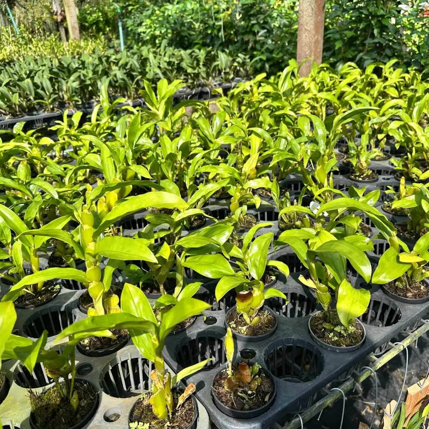 Dendrobium sulcatum (Blooming Size) – Buy Online | Sib Orchid Dendrobium sulcatum