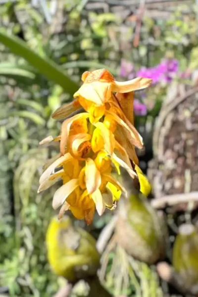 Bulbophyllum allenkerrii Seidenf.