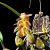 Bulbophyllum allenkerrii Seidenf.