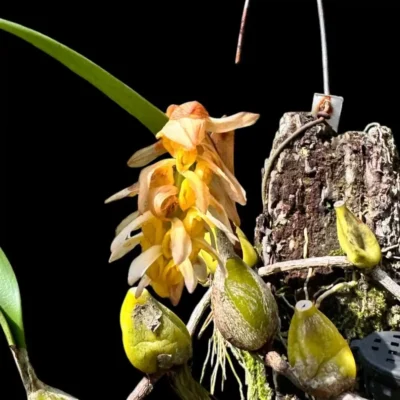 Bulbophyllum allenkerrii