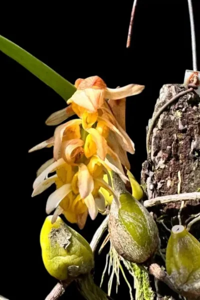 Bulbophyllum allenkerrii Seidenf.