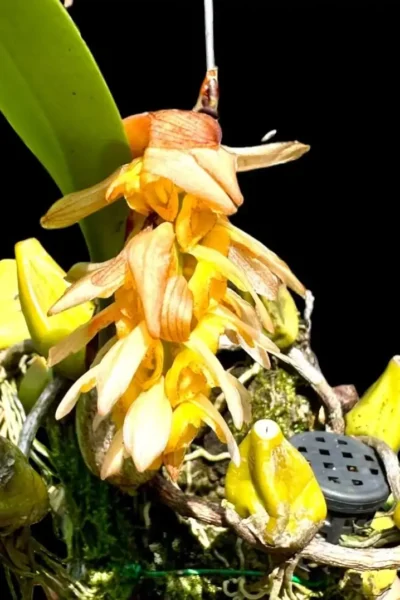 Bulbophyllum allenkerrii Seidenf.