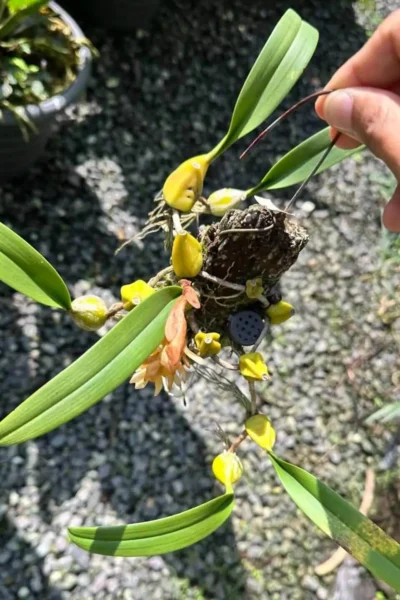 Bulbophyllum allenkerrii Seidenf.