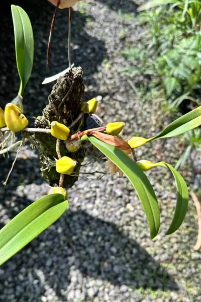 Bulbophyllum allenkerrii Seidenf.