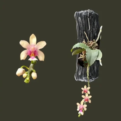 Phalaenopsis deliciosa