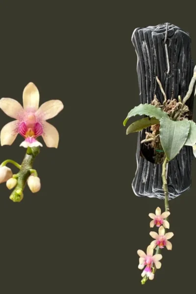 Phalaenopsis deliciosa