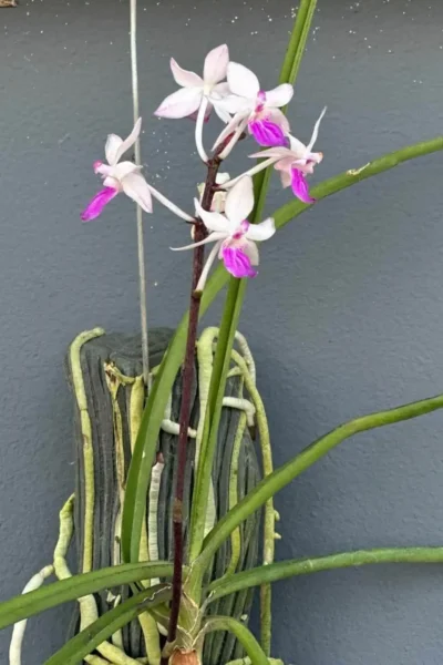 Holcoglossum amesianum x  Seidenfadenia mitrata