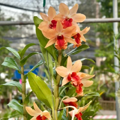 10 Things You Need to Know About Dendrobium Orchids