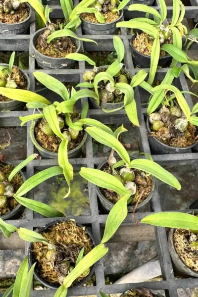 Bulbophyllum tripaleum