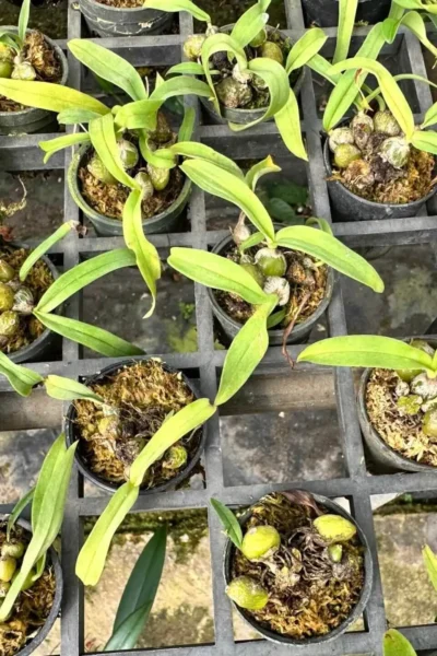 Bulbophyllum tripaleum