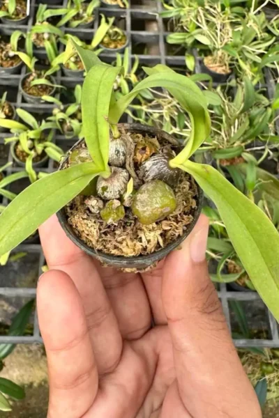 Bulbophyllum tripaleum