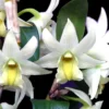 Dendrobium Frosty Dawn orchid plant for sale