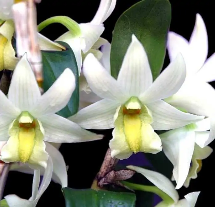 Dendrobium Frosty Dawn – Buy Online | Sib Orchid Dendrobium Frosty Dawn