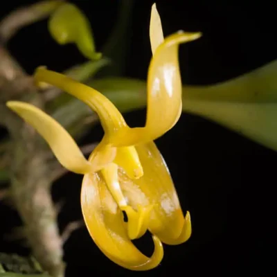 Bulbophyllum tollenoniferum