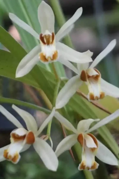 Coelogyne trinervis