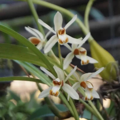 Coelogyne trinervis