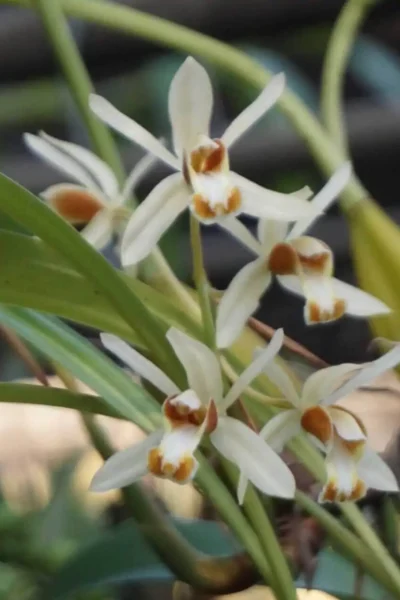 Coelogyne trinervis