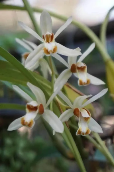 Coelogyne trinervis