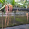Bulbophyllum longissimum