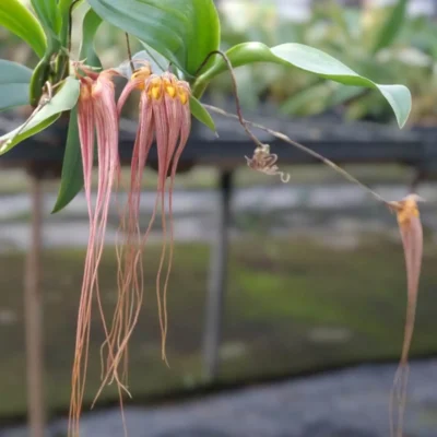 Bulbophyllum longissimum