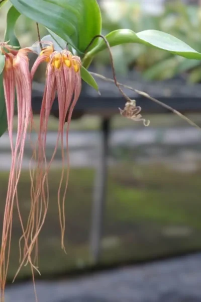 Bulbophyllum longissimum