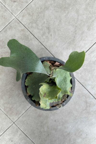 Platycerium Silver Velvet