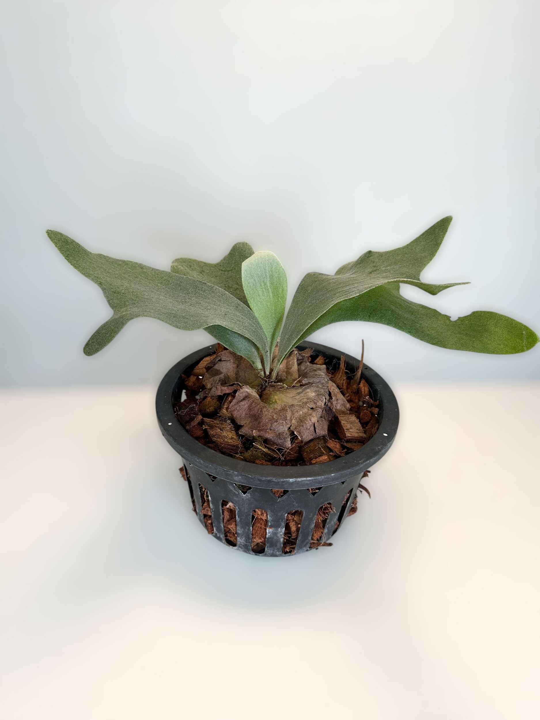 Platycerium Silver Velvet – Rare Orchid Species For Collectors