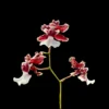 Oncidium Sharry Baby