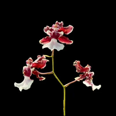 Oncidium sharry baby 2"