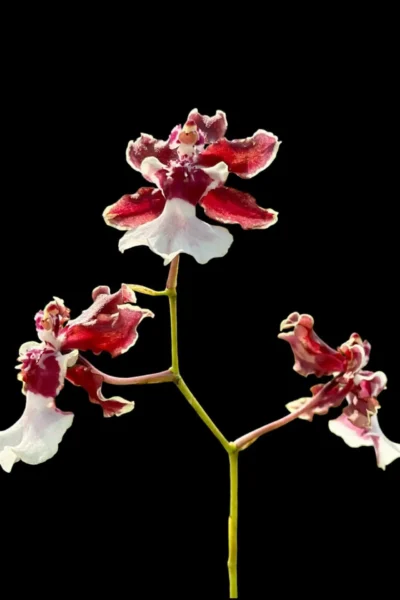 Oncidium Sharry Baby