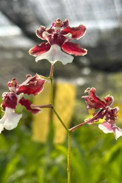 Oncidium Sharry Baby